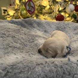 Lou Lou Who: Blue Collar - Light golden male Golden Retriever puppy in Monterey, Tennessee from Lawson’s Green Acres Goldens and Mini Dachshunds