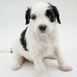 Miss. Blue - Parti female Goldendoodle puppy in Easley, South Carolina from River Falls Goldendoodles