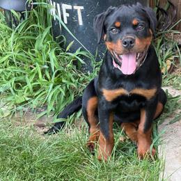 Athena (Medium pink collar) - Black and mahogany female Rottweiler puppy in Industry, Illinois from KDKs Kennels