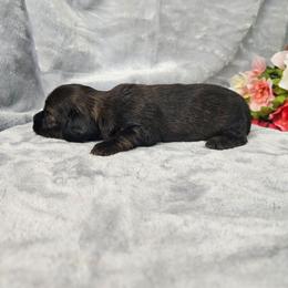 Olivia - Wild boar female Dachshund puppy in Florence, Arizona from Doxie Town Az