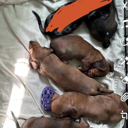 Dachshund Puppies from San’s Dachshunds