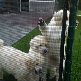 Poodle Puppies from Magnificent Standards