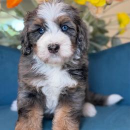 GORMAN - Tri-color male Bernedoodle puppy in Yuciapa, California from AlltheDoodlez_