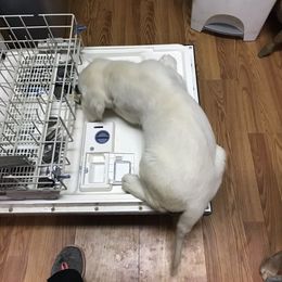 French Bulldog and Golden Retriever Puppies from Show me goldens and frenchies