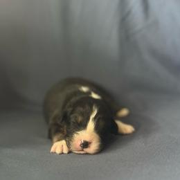 Boy 4 - Black tri-color male Australian Shepherd puppy in Kentland, Indiana from Pine Grove Aussies