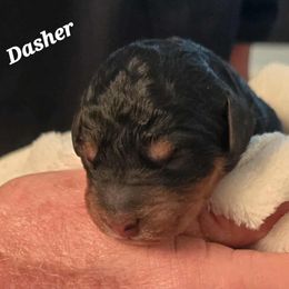 Dasher - Phantom male Bernedoodle puppy in Montverde, Florida from Central Florida Bernedoodles