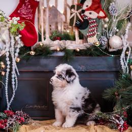 Australian Shepherd Puppies from Crystalbrook Aussies