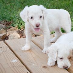 Llewellin Setters from Bristle Ridge Llewellins