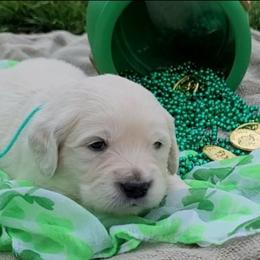 Mr. Teal - Light golden male Golden Retriever puppy in Campton, Kentucky from ElkRidge Goldens