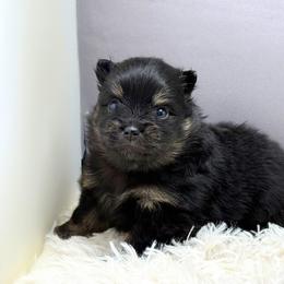 Pomeranian Puppies from Torrey Hills Poms