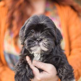 Obsidian - Black and white female Companion Cross puppy in Green Bluff, Washington from Habibi Bears - Beloved Teddy Bear Puppies