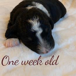 Poppy - Tri-color female Bernedoodle puppy in Huntsville, Alabama from Falcon Ridge Doodles