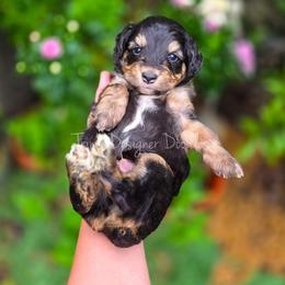 Whoops - Black tri-color male Aussiedoodle puppy in Centreville, Mississippi from Trin's Designer Doodles