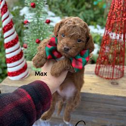Bernedoodle, Cavalier King Charles Spaniel, Cavapoo, Goldendoodle, and Poodle Puppies from Gypsi Doodles & Poodles LLC.