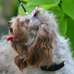 Kai - Russian Tsvetnaya Bolonka