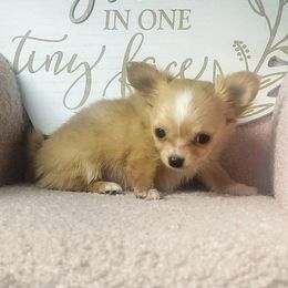 Chance - Gold and white male Chihuahua puppy in Redding, California from Akc ivy league chihuahua .  Com