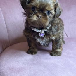 Akc martini - Chocolate and tan female Shih Tzu puppy in Roseville, Michigan from Diamond Paws LLC