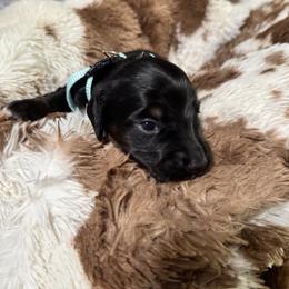 Dachshund Puppies from Magnolia Grace Kennels