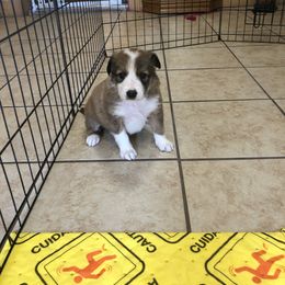 Border Collie Puppies from Burke BC’s