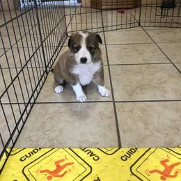 Border Collie Puppies from Burke BC’s