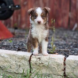 Hunter - Red tri male Miniature Australian Shepherd puppy in Harker Heights, Texas from Comfy Cozy Kennel