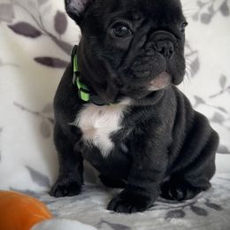 French Bulldog Puppies from HazyDayFrenchies