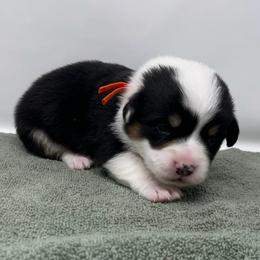 Yeti - Black and tan male Pembroke Welsh Corgi puppy in Waco, Texas from The Comma Corgis