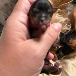Ella - Black and tan female Yorkshire Terrier puppy in Tangipahoa County, Louisiana from Riche’ Louisiana Yorkies