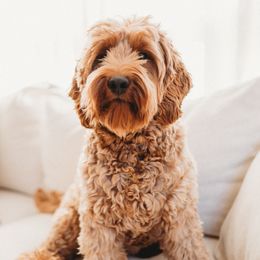Juniper - Australian Labradoodle