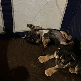 Bulldog Puppies from BH Bulldogs