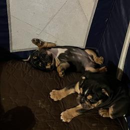 Bulldog Puppies from BH Bulldogs