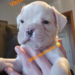 Victor - White male Boxer puppy in East Moline, Illinois from WildRiver Boxers