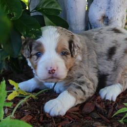 Cooper - Red merle male Aussiedoodle puppy in Apache Junction, Arizona from Loving Doodle