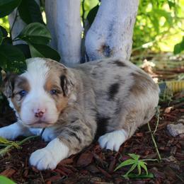 Cooper - Red merle male Aussiedoodle puppy in Apache Junction, Arizona from Loving Doodle