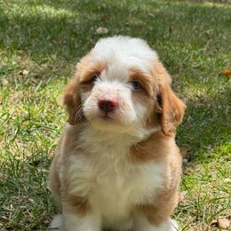 Jasper - Yellow and white male Bernedoodle puppy in Temecula, California from Country Hills Doodles