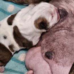 Masha - Fawn brindle and white female Bulldog puppy in Cheshire, Connecticut from Absolut Bulldogs