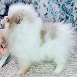 Sir Lancelot - Lavender male Pomeranian puppy in East Mountain, Texas from Fairchild Fancy Pomeranians and Coachella Pomeranians