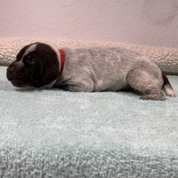 German Shorthaired Pointer Puppies from Lipan Creek German Shorthaired Pointers