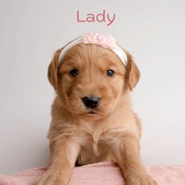 Lady - Dark golden female Golden Retriever puppy in Buhl, Idaho from Atkinson's Goldens