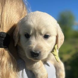 Mr Light Green - Light golden male Golden Retriever puppy in Nampa, Idaho from Farmhouse Goldens