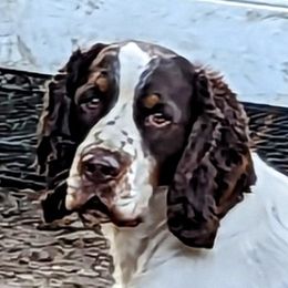 Charlie - English Springer Spaniel