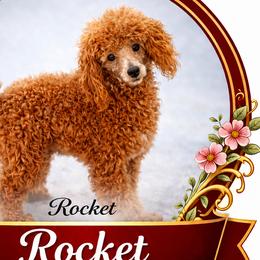 Rocket - Poodle