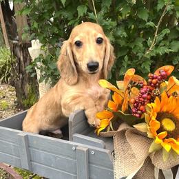 Scout - Cream male Dachshund puppy in Warrior, Alabama from Bountiful Dachshunds