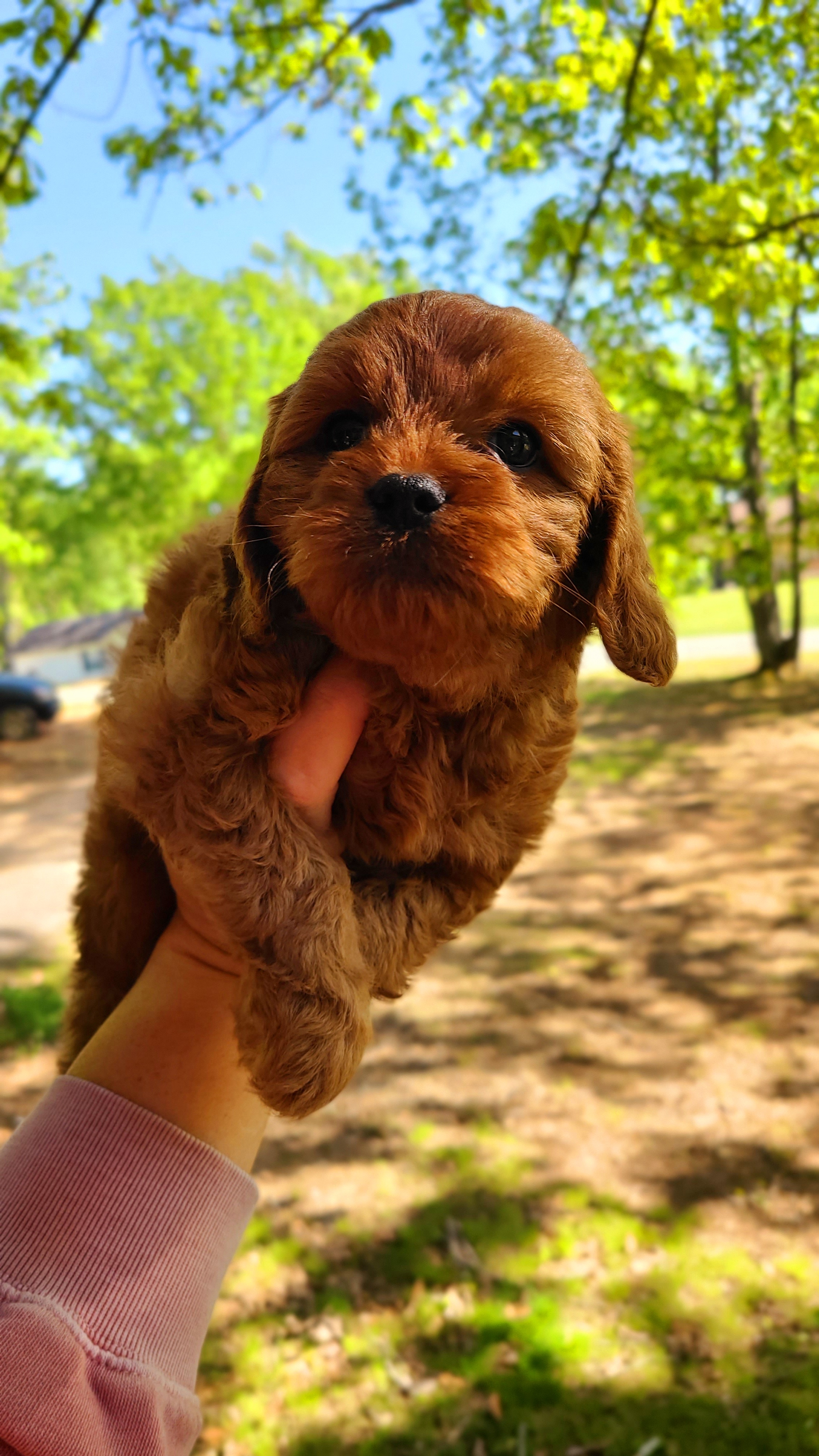 Cavapoos, Maltipoos, and Shihpoos from Cuddable Pups