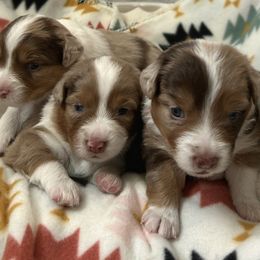 Australian Shepherds from Evergreens Cowboy Aussies
