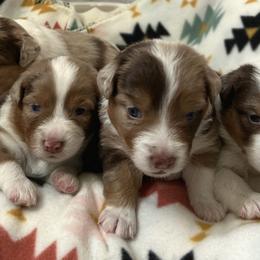 Australian Shepherds from Evergreens Cowboy Aussies