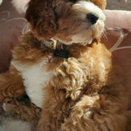 Australian Labradoodles from Farmer's Daughter Doodles
