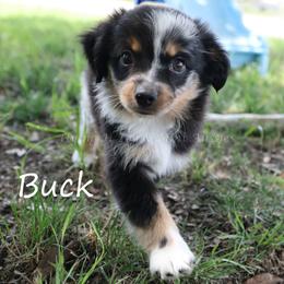 Buck - Blue merle male Miniature American Shepherd puppy in Godley, Texas from Flying H Toy and Mini Aussies