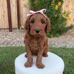 Sparkle - Red  female Goldendoodle puppy in Las Vegas, Nevada from Bridges Goldendoodles