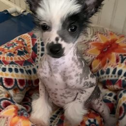 Chinese Crested Puppies from Jewels Chinese Cresteds